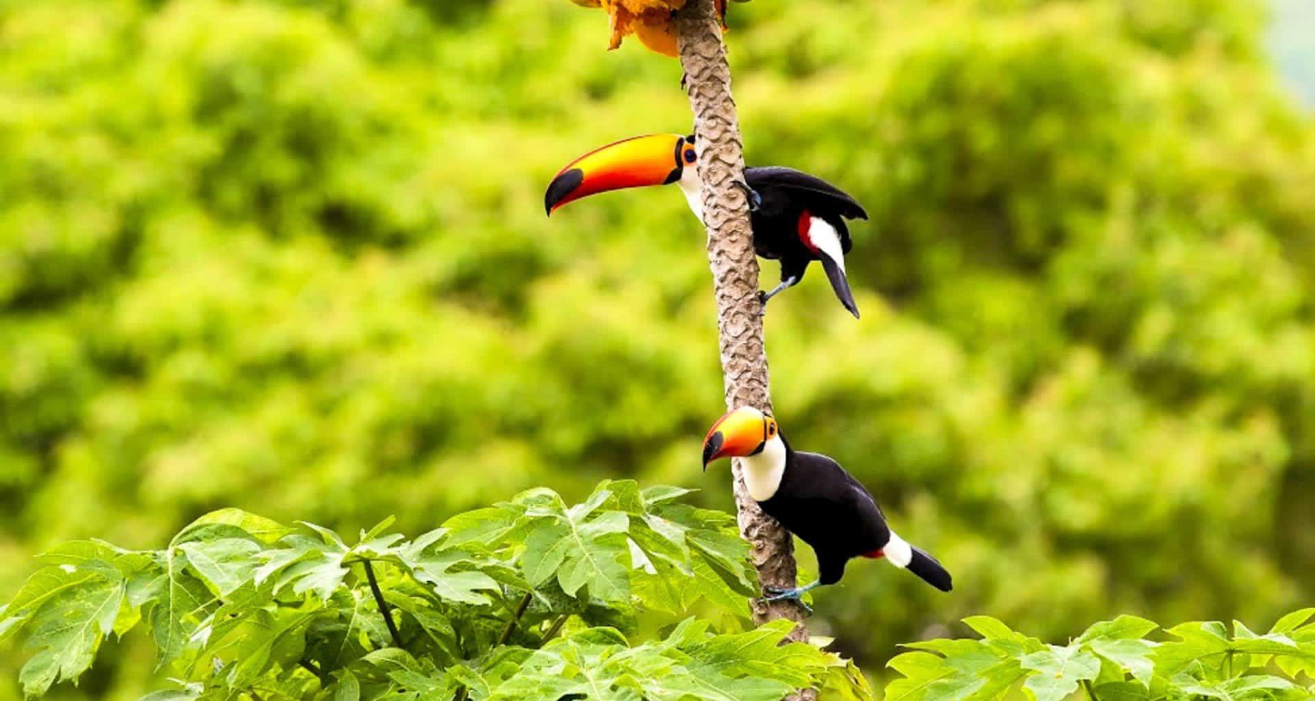 Two toucans with large orange beaks perch on a tall, thin tree trunk surrounded by lush green foliage—an iconic scene often spotted during Brazil Amazon tours. The background is filled with blurred greenery.