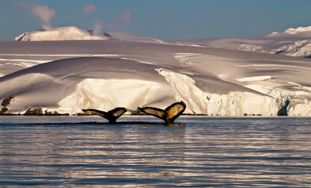 Two whale tails rise above the water's surface in a calm, icy ocean during an Antarctica XXI expedition, with snow-covered mountains and glaciers in the background under a clear sky.