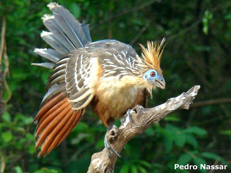 A hoatzin bird with a spiky crest and vibrant brown, blue, and orange feathers perches near a rainforest lodge, spreading its wings. Dense green foliage surrounds this wild scene in the lush Amazon.