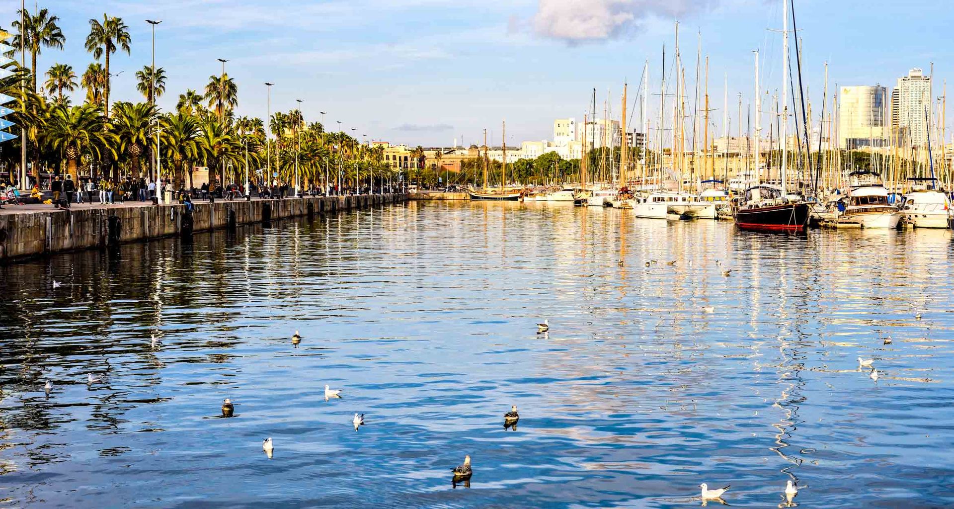 A marina with sailboats docked, palm trees lining the waterfront, and several birds floating on the calm water. Buildings are visible in the background under a partly cloudy sky in Punta del Este, Uruguay.