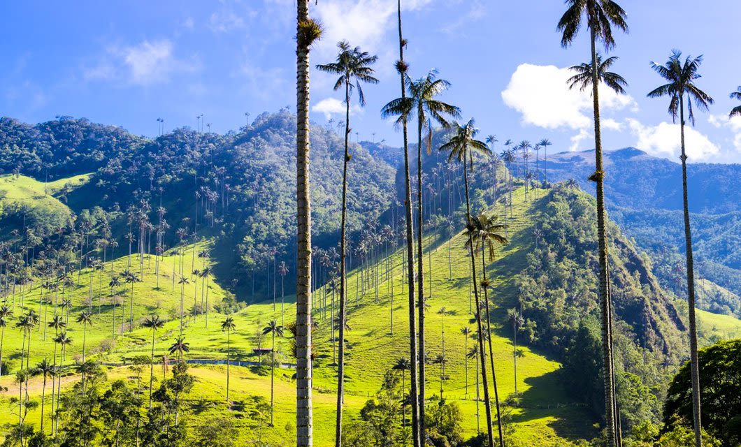 Tall, slender palm trees scattered across bright green hills and valleys, with mountains in the background under a blue sky—a classic Colombia Coffee landscape.