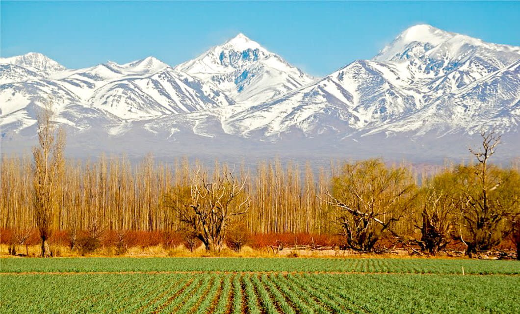 Rows of green crops grow in the foreground, perfect for a Mendoza Wine adventure. Behind them stand leafless trees, with snow-capped mountains rising under a clear blue sky.