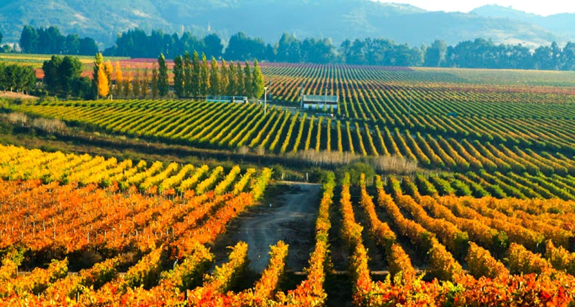 Rows of grapevines in vibrant autumn colors stretch across a Santiago Wine vineyard, with a dirt road running through the middle and forested hills in the background under a clear sky.