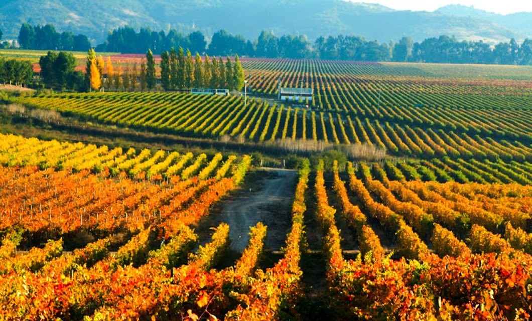 Vibrant vineyard with rows of grapevines in autumn colors, stretching toward distant hills and a line of trees under a clear sky—a perfect scene for wine connoisseurs to explore.