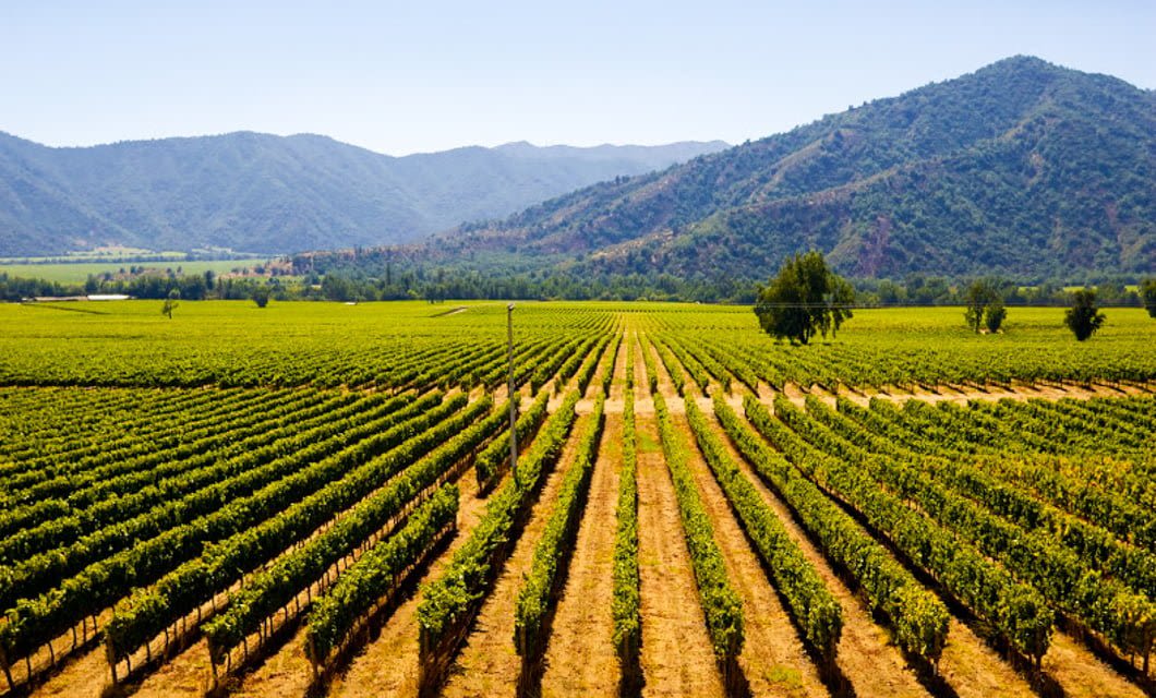 Rows of grapevines stretch across a Basic Wine vineyard near Santiago in a sunny valley, with green mountains in the background under a clear blue sky.