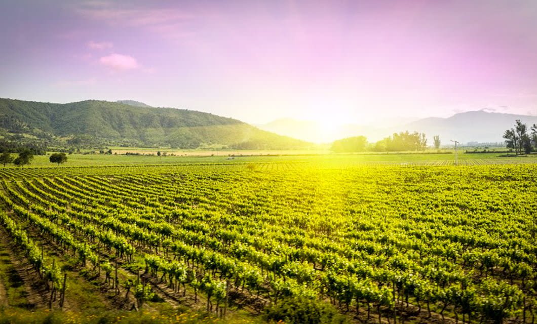 Vineyard with neatly aligned rows of grapevines stretches across a sunny Chilean valley near Santiago, with green hills and a vibrant pink and yellow sky in the background.