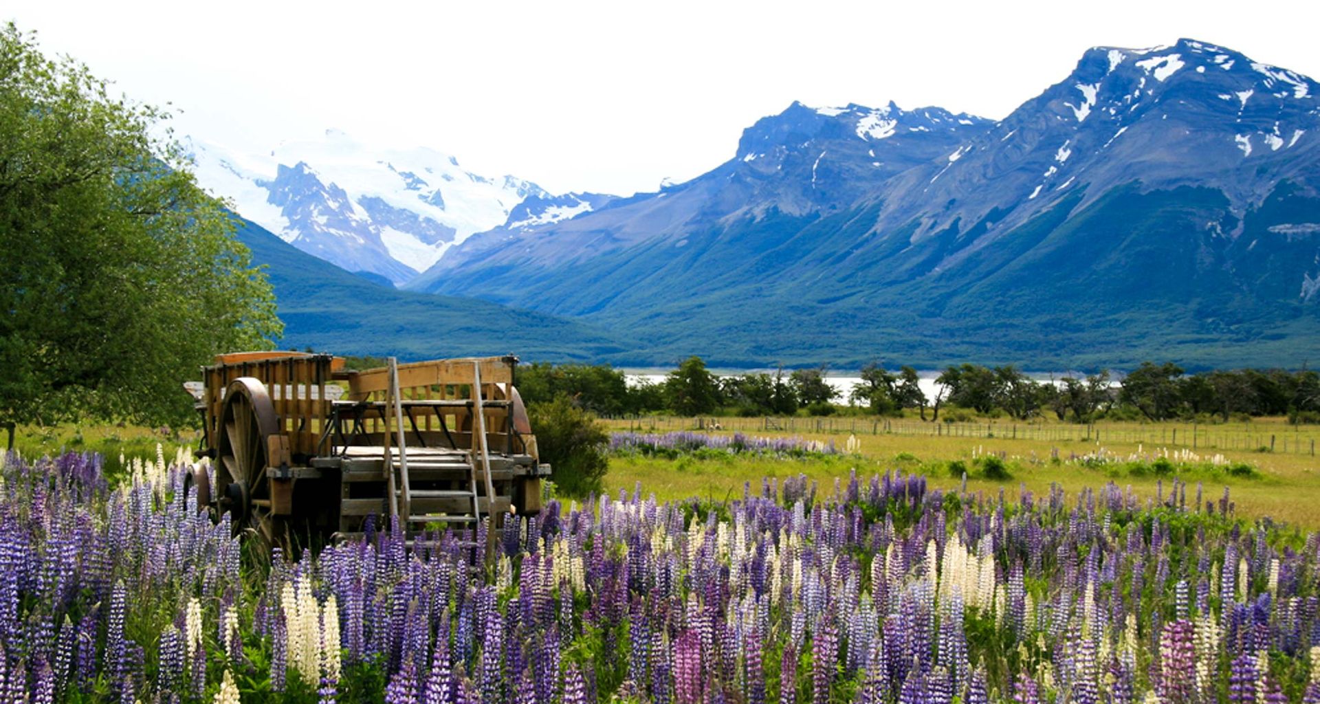 A wooden cart rests in a field of blooming lupines, with green trees, a lake, and the snow-capped mountains of Patagonia rising in the background—an idyllic scene reminiscent of estancias beneath a partly cloudy sky.