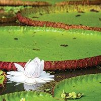 Large green lily pads with raised reddish edges float on water, much like those seen on Amazon Cruises. A single white water lily blooms near the front, its reflection shimmering beside scattered debris and plants.