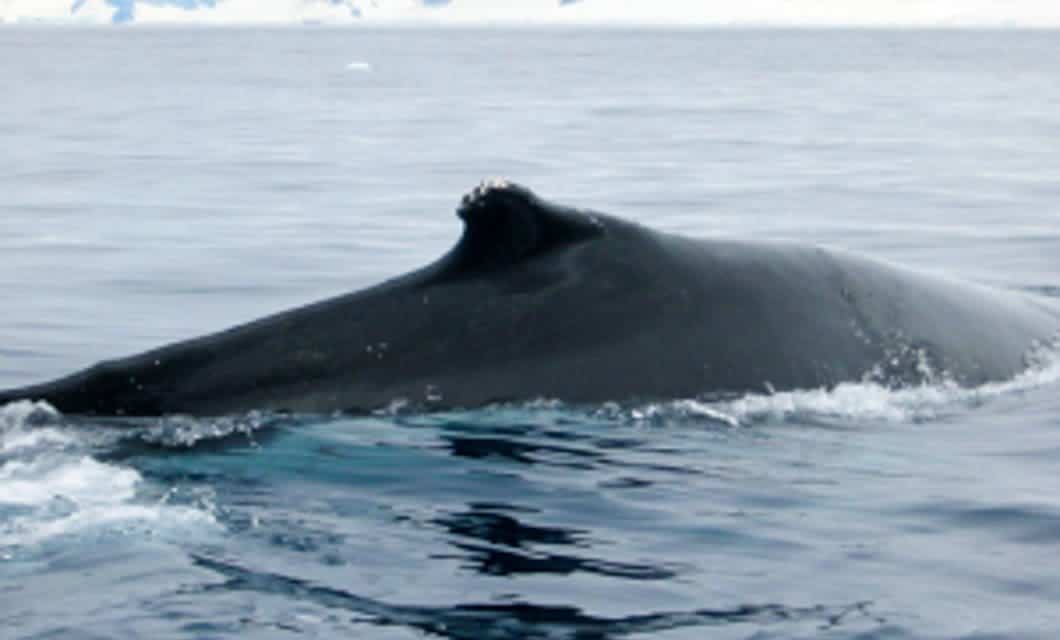 A large whale, mostly submerged, swims at the ocean’s surface with its dark back and small dorsal fin visible above the water—a breathtaking sight often experienced on an Antarctica cruise from Ushuaia aboard the Plancius.