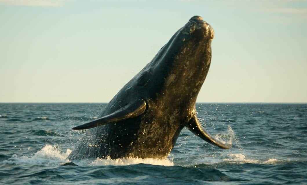 A sperm whale breaches the surface of the ocean near an Ushuaia cruise, its body rising high from the water and fins outstretched beneath a clear sky.