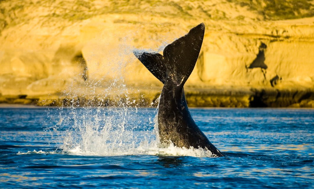 A whale’s tail fin splashes above the ocean surface near a rocky coastline with sandy cliffs in the background, under bright sunlight—the perfect scene along an Argentina and Chile Patagonia Railway Tour.