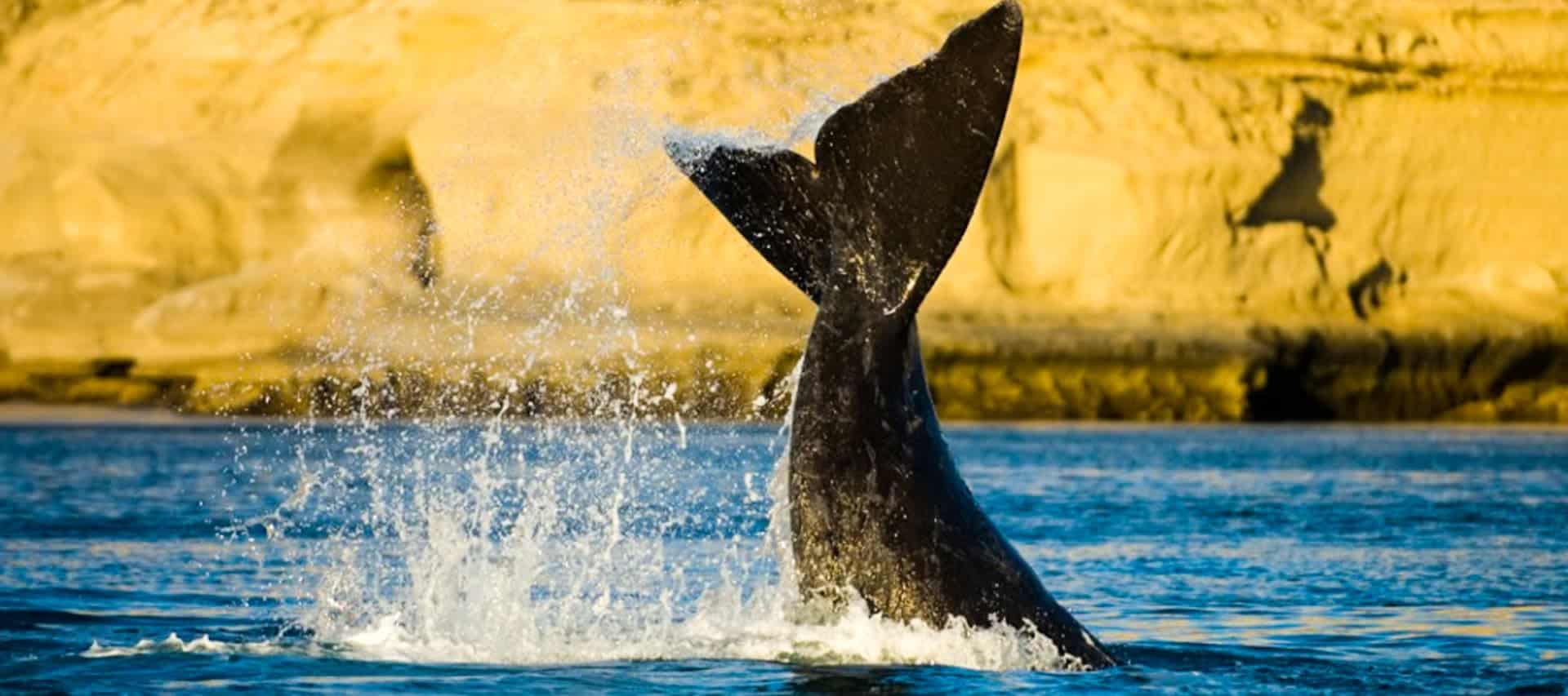 A whale’s tail emerges from the blue water, splashing droplets, with a sandy, rocky shoreline of Peninsula Valdes in the background under bright sunlight—a breathtaking scene often witnessed on local tours.