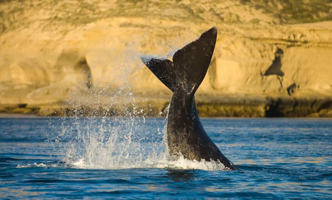 A whale’s tail fin splashes above the surface of the ocean near rocky, sunlit cliffs in the background, capturing the wild beauty of Argentina.