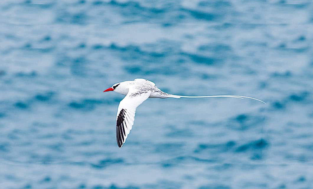 A white bird with black markings, a red beak, and a long, thin tail feather flies over the blue ocean—a striking sight often witnessed on a Galapagos Islands cruise aboard the Galapagos Legend.