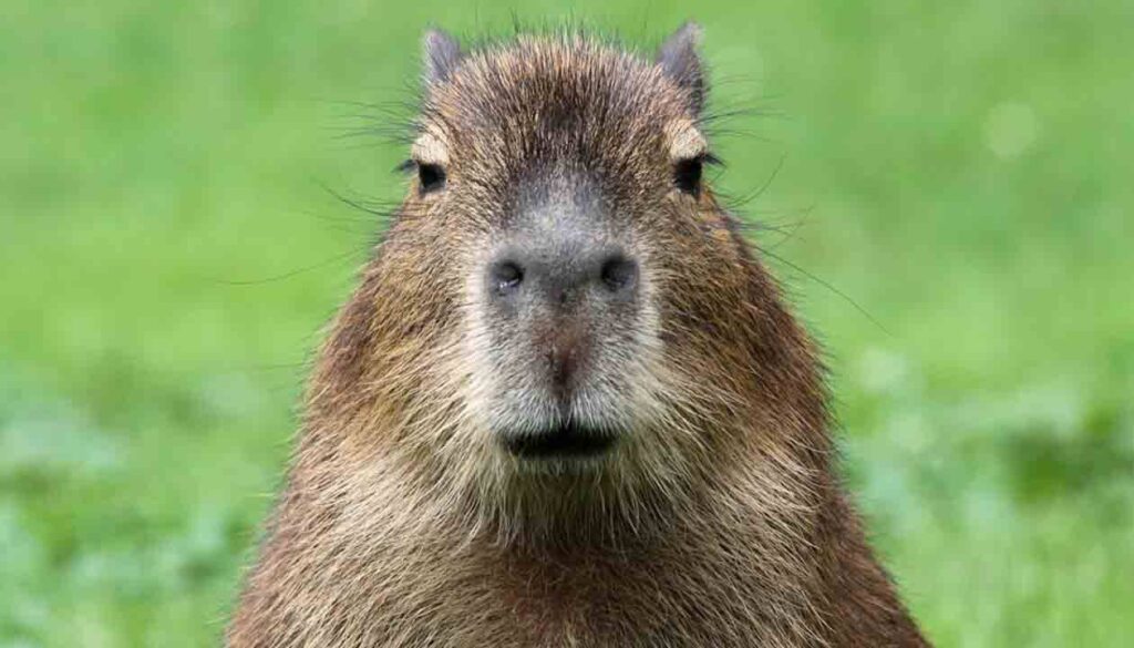 A close-up of a capybara, native to South America, facing the camera with its brown fur and small ears visible against a blurred green background.