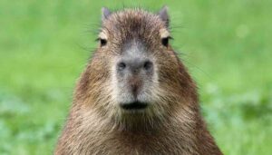 A close-up of a capybara, native to South America, facing the camera with its brown fur and small ears visible against a blurred green background.