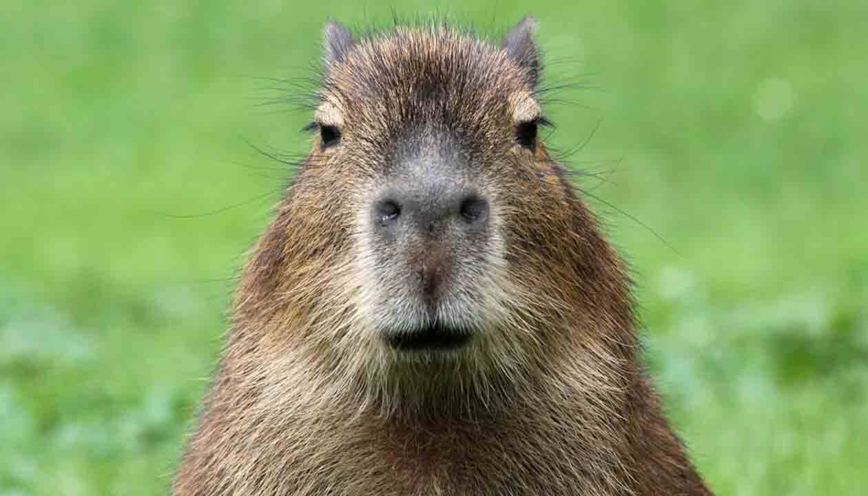 A close-up of a capybara, native to South America, facing the camera with its brown fur and small ears visible against a blurred green background.