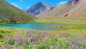 A vibrant meadow with purple wildflowers in the foreground, a clear blue lake in the middle, and Mendoza’s tall, rugged mountains—famous for wineries and things to do—in the background under a bright blue sky.