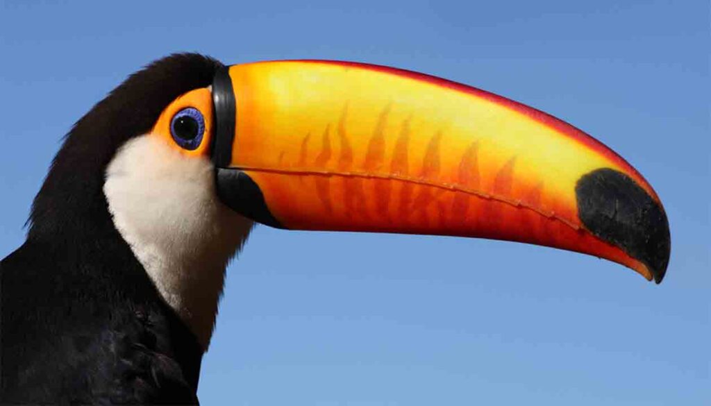 A close-up of a toucan, one of the top 5 Amazon Rainforest animals, with a large, colorful orange and yellow beak, black feathers, and a white throat, set against a clear blue sky.