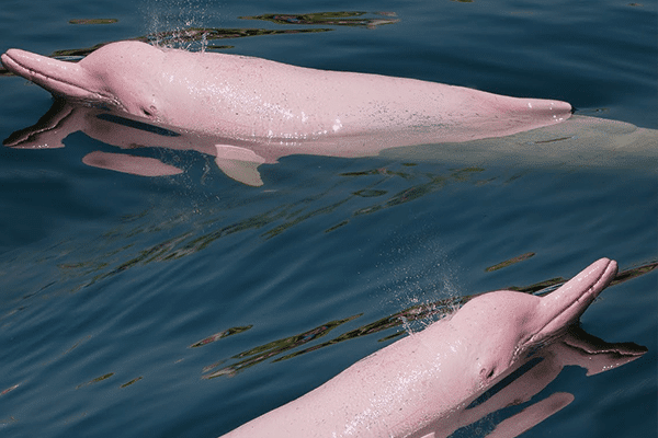 Pink River Dolphins in the Amazon River