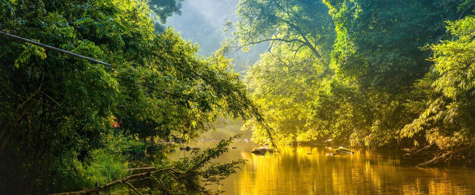 A serene river flows through a lush, green forest with dense foliage. Sunlight filters through the trees, reflecting golden light on the calm water—a peaceful scene that shows why this is the best time to visit Amazon’s natural beauty.
