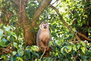animals-of-the-amazon-rainforest