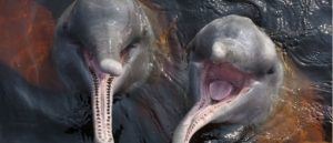 animals-of-the-amazon-rainforest