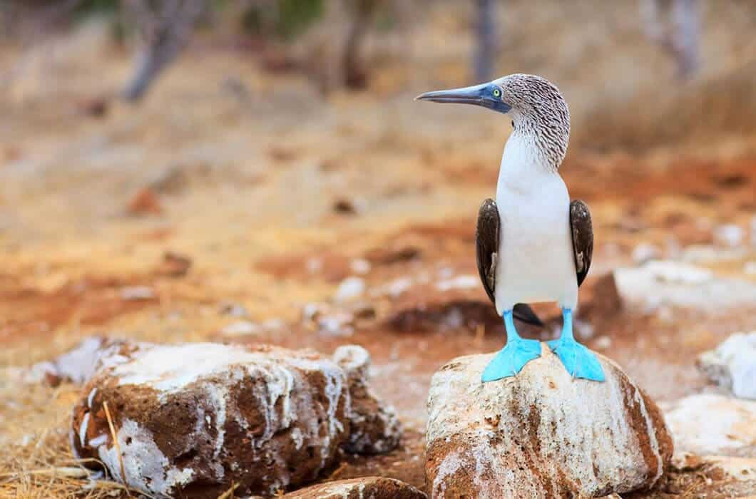 A blue-footed booby with bright blue feet stands on a rock in a dry, rocky landscape—one of the unique sights you can experience among Ecuador attractions.