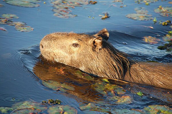 10 Amazing Facts About Capybaras