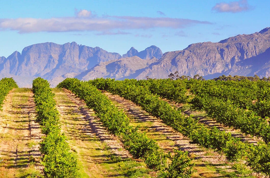 Rows of green vineyard grapevines stretch across a sunny field, with dramatic, rugged mountains rising in the background—one of the many breathtaking Chile attractions set under a blue sky with scattered clouds.