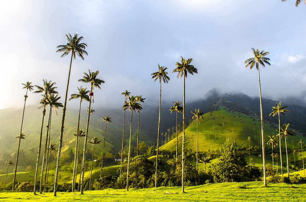 Tall wax palm trees stand on lush green hills, with mist and clouds partially covering the mountains in the background. Sunlight softly illuminates this serene landscape, a highlight among Colombia attractions for anyone seeking natural beauty.