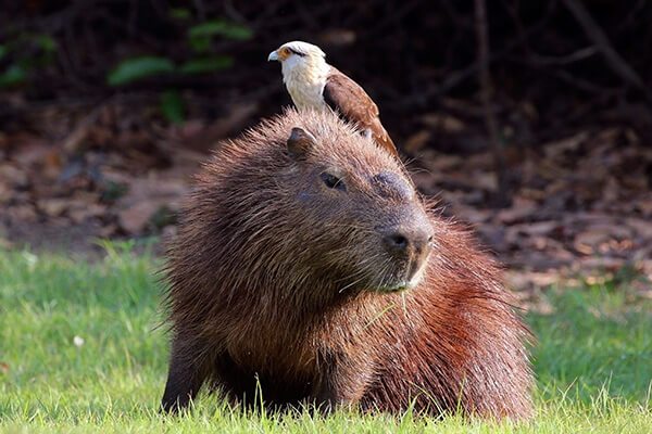 10 Amazing Facts About Capybaras