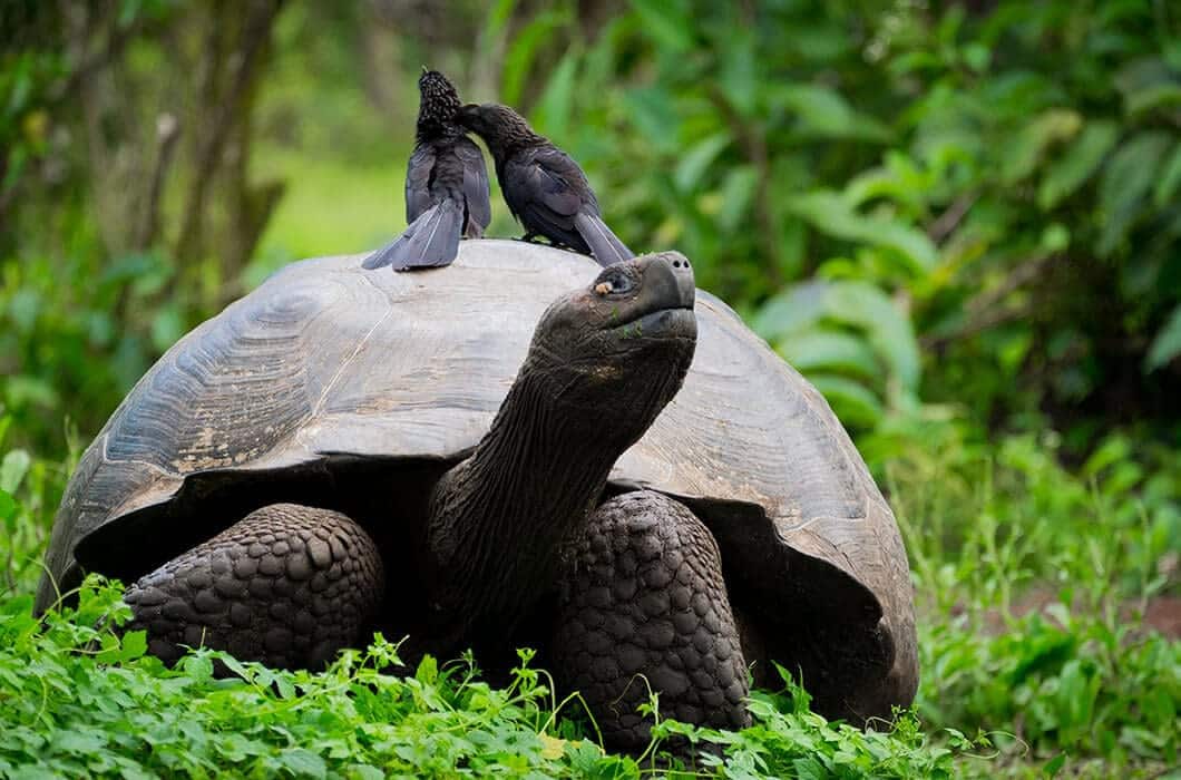 A large tortoise walks through green vegetation with two small black birds perched on its shell—one gently pecking at its neck. This tranquil scene highlights the unique wildlife among top Ecuador attractions for nature lovers and Ecuador travel adventures.