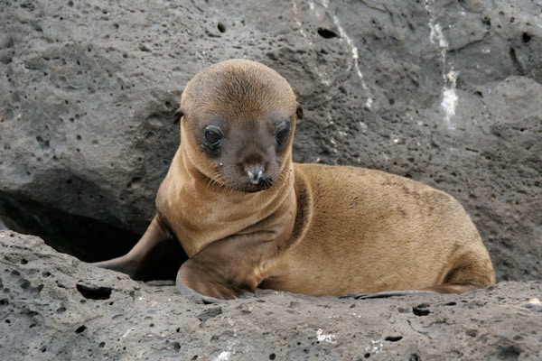 A Galapagos Sea Lion, Photograph by Michael R Perry