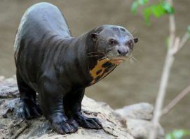 animals-of-the-amazon-rainforest