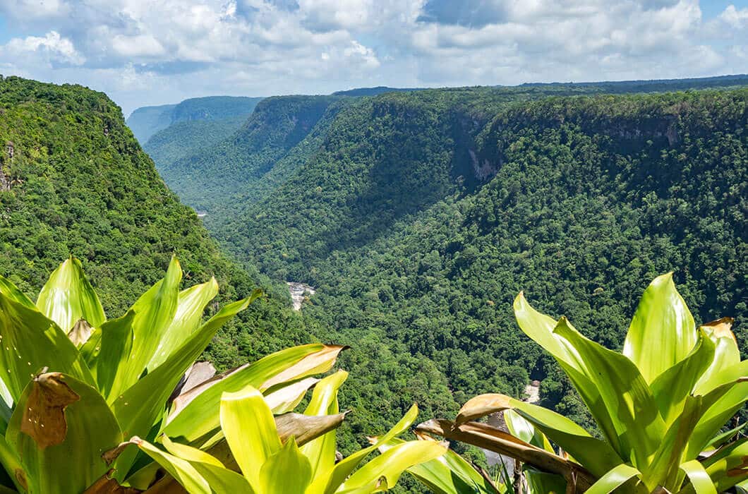 Lush green tropical plants in the foreground overlook deep, forested valleys between tall, flat-topped plateaus under a partly cloudy blue sky—a perfect scene for those seeking things to do in French Guiana or Guyana.