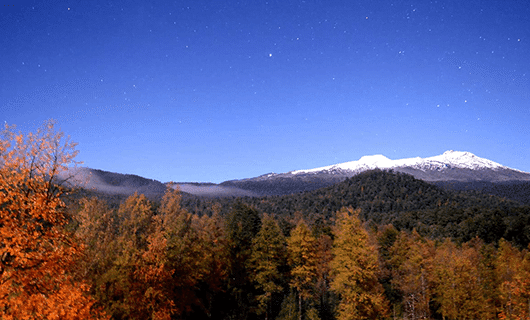 A landscape of autumn-colored trees under a clear, starry sky in the Huilo-Huilo Reserve, with distant mountains topped with snow. Thin mist hovers over the forested hills, capturing the tranquil beauty of this nature reserve.