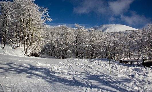 Snow-covered trees and ground under a bright blue sky, with a distant snow-capped mountain in the background. Tire tracks and footprints are visible in the foreground of this tranquil scene in Chile’s Huilo-Huilo Reserve.