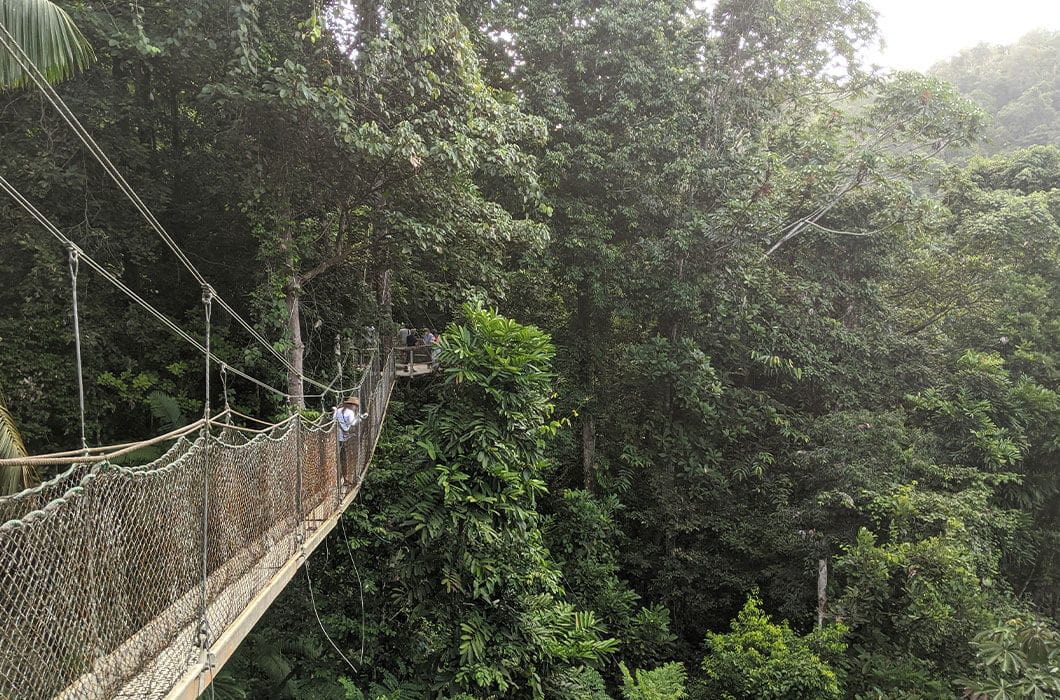 Two people walk on a narrow rope suspension bridge high above dense, green rainforest foliage—an adventurous highlight among the top things to do in Guyana, surrounded by tall trees and lush vegetation.