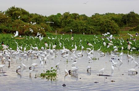 Pantanal Brazil Tours