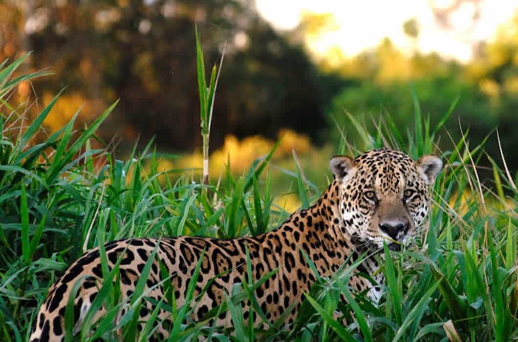 A jaguar with a yellow and black spotted coat stands in tall green grass, looking toward the camera—an unforgettable sight among the top things to do in Suriname for nature lovers, with trees and sunlight softly blurred in the background.