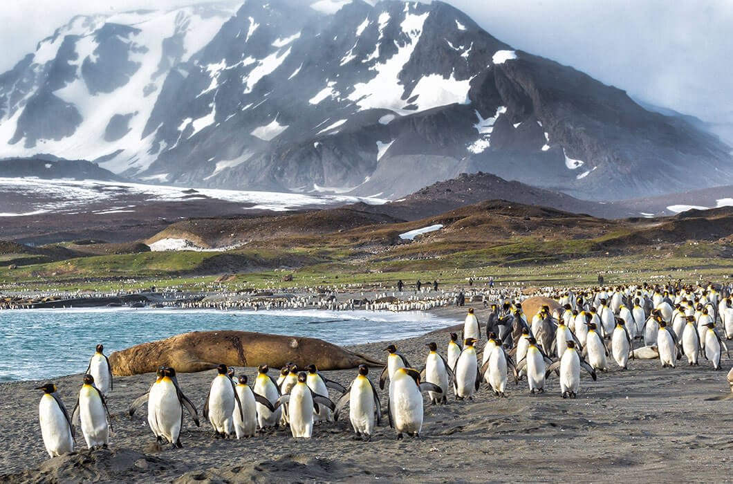 A large group of king penguins stands on a rocky Patagonian shore near turquoise water, with snowy mountains and patches of green grass in the background—a must-see for your travel list.