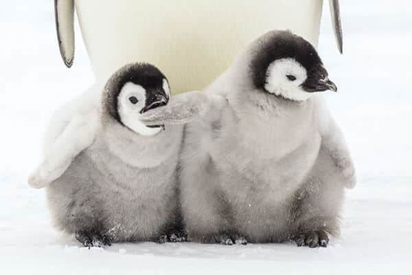 Two fluffy baby penguins, one biting the other's wing
