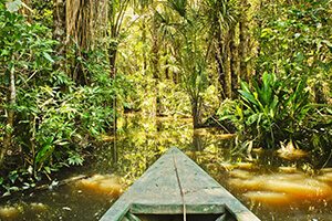 Highlights-of-the-Amazon-Rainforest