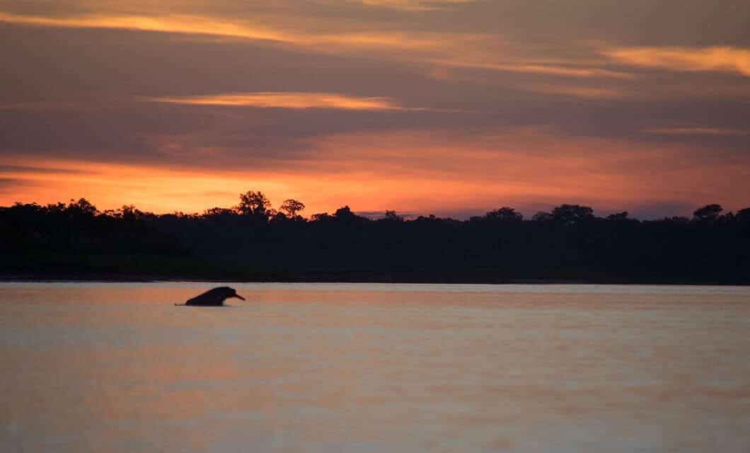 A dolphin swims in calm water at sunset beneath a colorful orange and purple sky, with a dark treeline in the background—an unforgettable scene among the many natural wonders found on Peru travel adventures.
