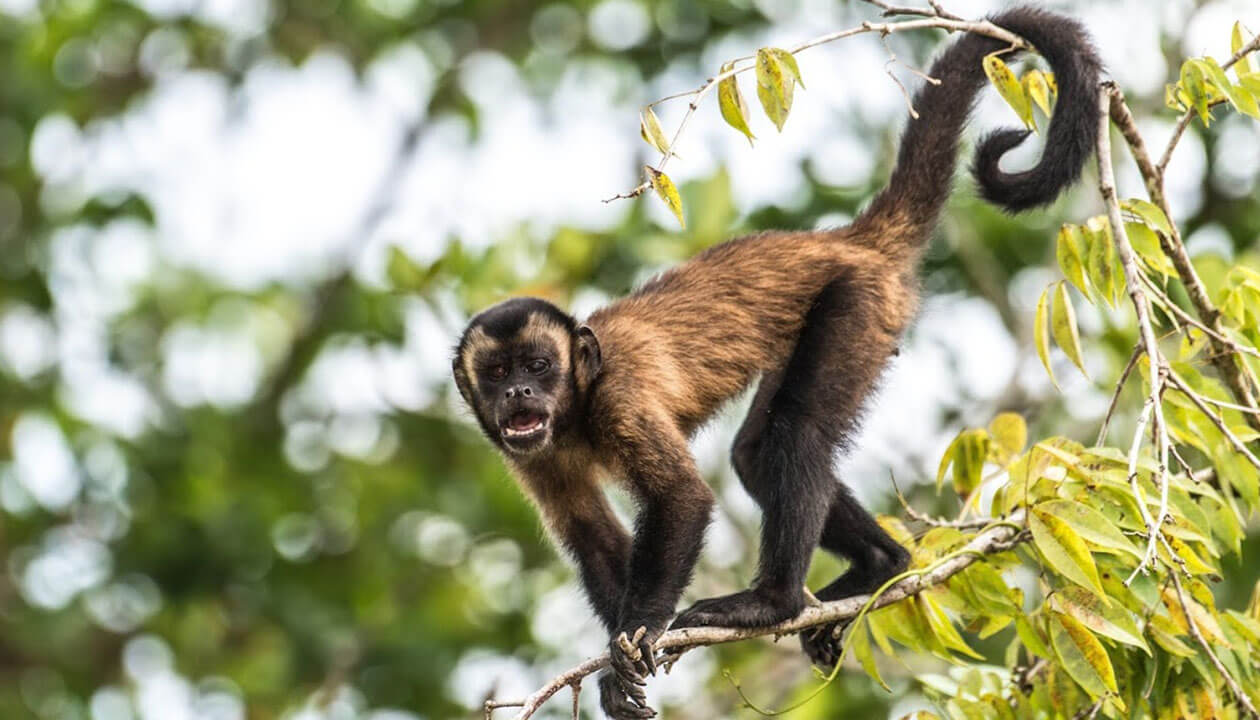 Meet one of the cutest animals from South America: a brown and black monkey stands on a tree branch, its mouth open as if vocalizing, framed by green leaves and a blurred natural background.