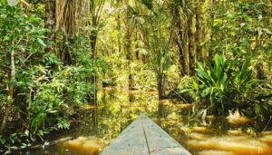 A canoe glides through a narrow waterway in the Amazon Rainforest, surrounded by dense tropical foliage—one of the truly unforgettable Amazon Rainforest highlights, with sunlight filtering through towering trees.