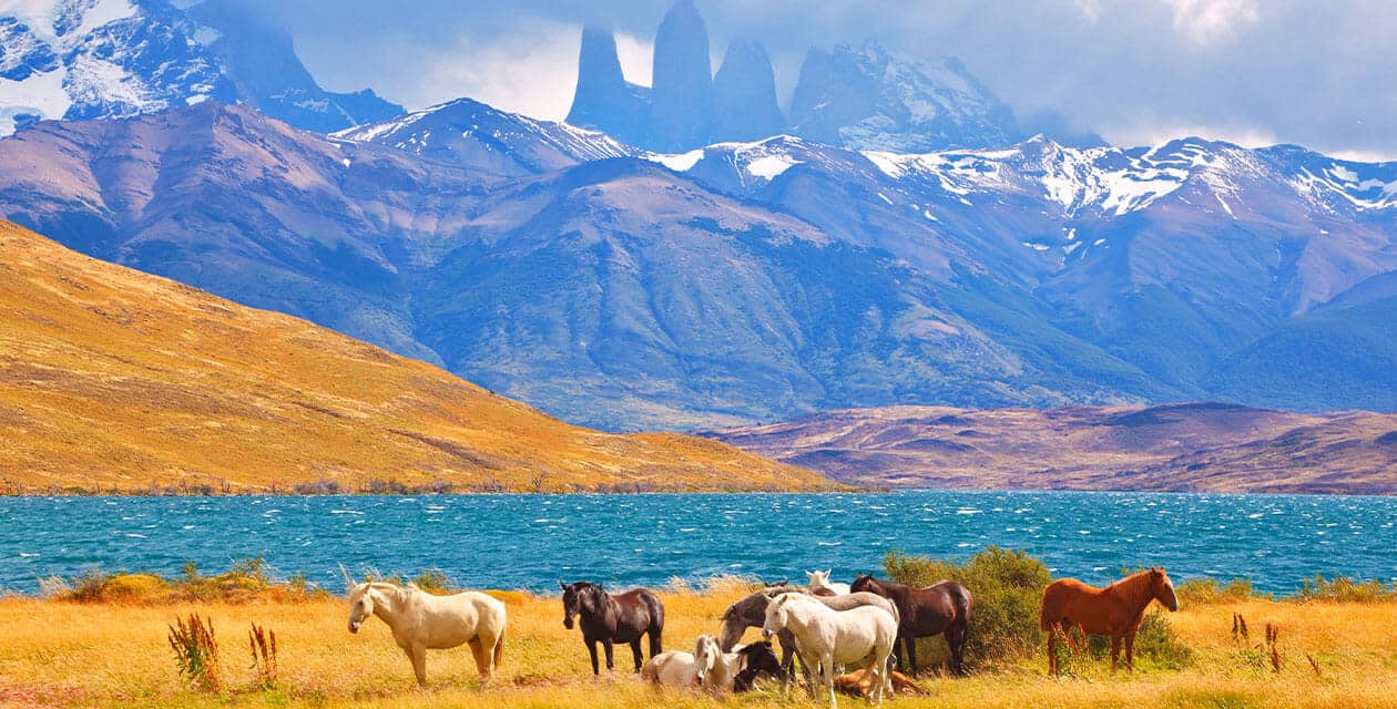 Horses grazing in front of torres del paine towers
