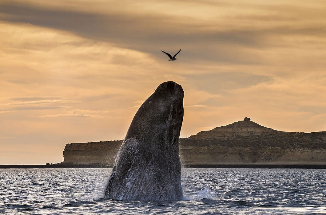 A whale breaches the ocean’s surface, water cascading off its body, while a bird soars above—a breathtaking Patagonia scene and one of the unforgettable things to do when you travel this stunning coastline at sunset.