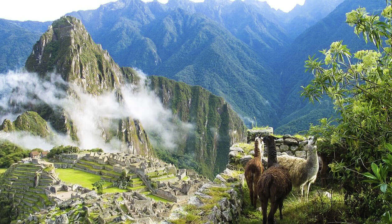 A panoramic view of Machu Picchu, one of the most famous Peru attractions, with ancient stone ruins surrounded by lush green mountains, mist, and three llamas standing on a grassy ledge in the foreground.